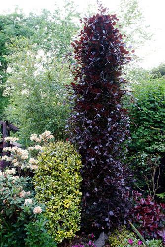 bøg__søjleblodbøg__dawyck_purple__fagus_sylvatica_dawyck_purple__haveplanter_allétræer__