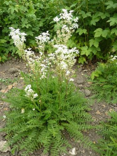 knoldet_mjødurt__filipendula_vulgaris