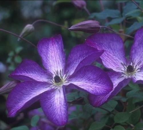 clematis__viticella__venosa_violacea__dybviolet_med_lys_midte__leveres_med_potte__småblomstrende__mp-34__