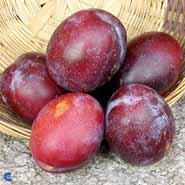 jubileum__blomme__rødlilla__prunus__