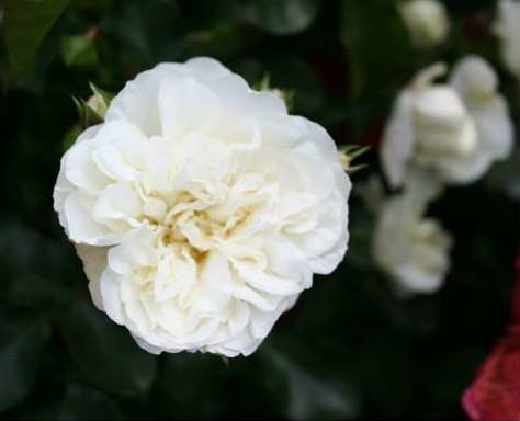 white_meidiland__hvid__bunddække-_og_lave_roser__