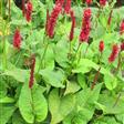 Urt - Persicaria Stauder