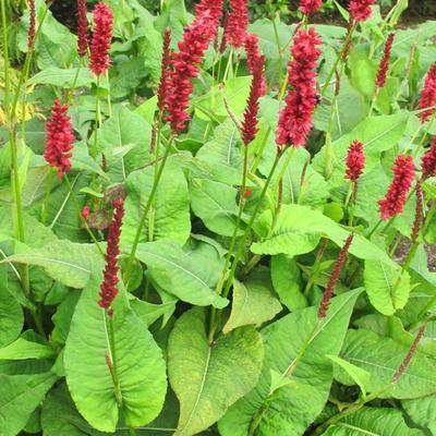 pileurt__persicaria_amplexicaulis_bonfire