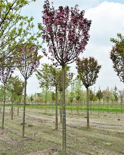 paradisæble__pomzai__3050_cm_med_potte_eller_klump__malus_