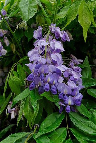 blåregn__brachybotrys__blå__4080_cm__leveres_med_potte_eller_klump__wisteria_brachybotrys__