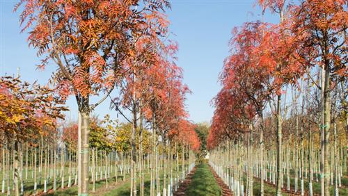 røn__japansk_røn__sorbus_dodong__commixtra__carmencita__haveplante_allétræer_