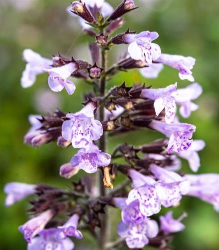 bjergmyntehedemynte__calamintha__nepeta__blue_cloud_