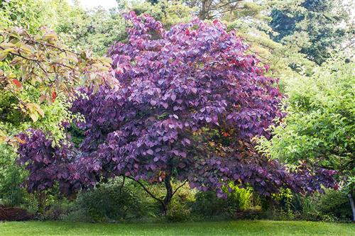 judastræ__forest_pansy__cercis_canadensis_