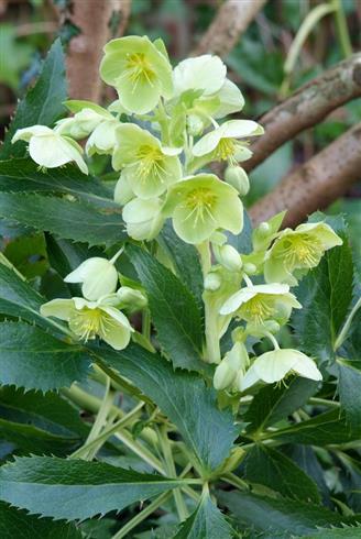 julerose__helleborus_argutifolius