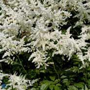 astilbe__hvide_blomster__japonica_deutschland_