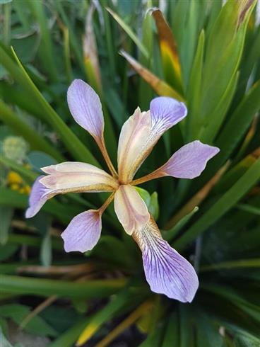 iris_foetidissima