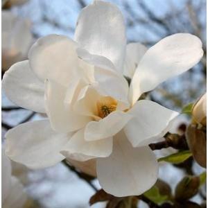 stjernemagnolie__merrill__hvid__magnolia_loebneri__haveplanter__