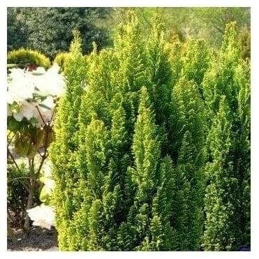cypress__ellwoodii__gold__chamaecyparis_lawsoniana_ellwoodii_gold__