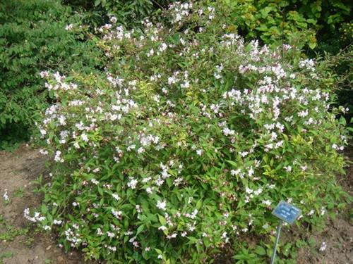 stjernetop__carminea_rosea__hvidrosa__5080_cm_med_potte_eller_klump__deutzia_