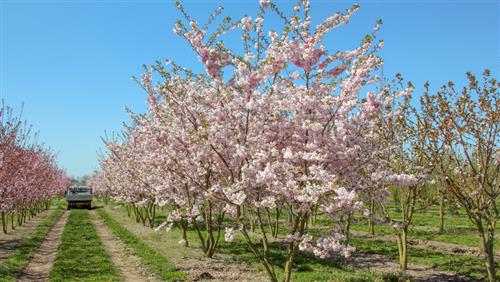 japansk_kirsebær__accolade__5080_cm_med_p9_potte__prunus_subhirtella_