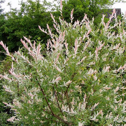 pil__toppodet_pil__brogede_blade__salix_integra_hakuro_nishiki_pendula__haveplanter__