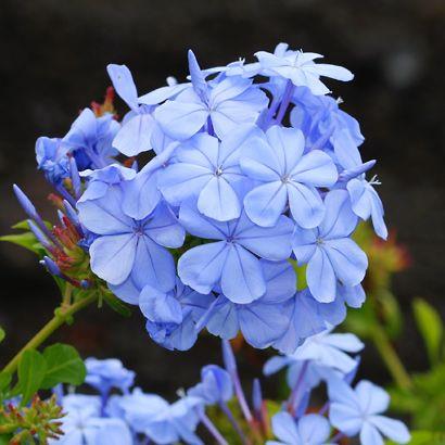 blyrod__leveres_i_potte__40-50_cm__plumbago_auriculata_