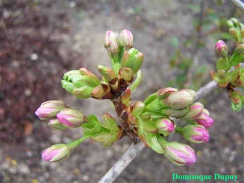japansk_kirsebær__søjle__prunus_serrulata_amanogawa__haveplanter_allétræer