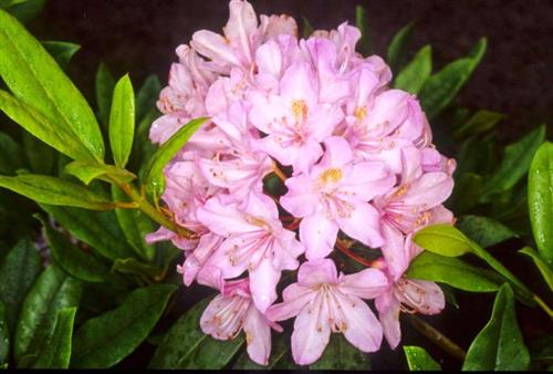 rhododendron__ponticum_roseum__sartrosa__30op_cm_med_potte_