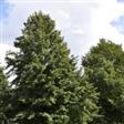 Lind Løvtræer og buske til skov & læhegn