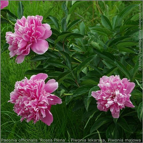 bonderose__pæon__rosarød__silkepæon__knolden_leveres_i_potte_eller_klump__paeonia_officinalis_rosea_plena_