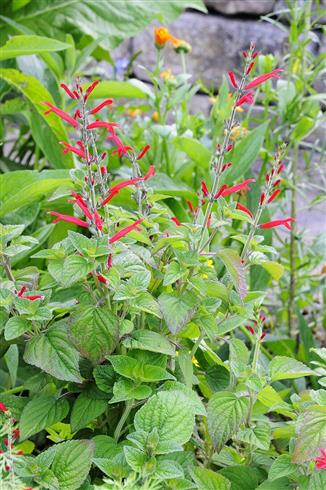 salvie__ananas-salvie__salvia_rutilans
