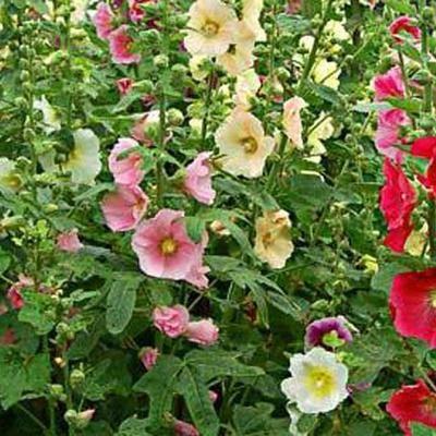 stokrose__alcea_ficifolia