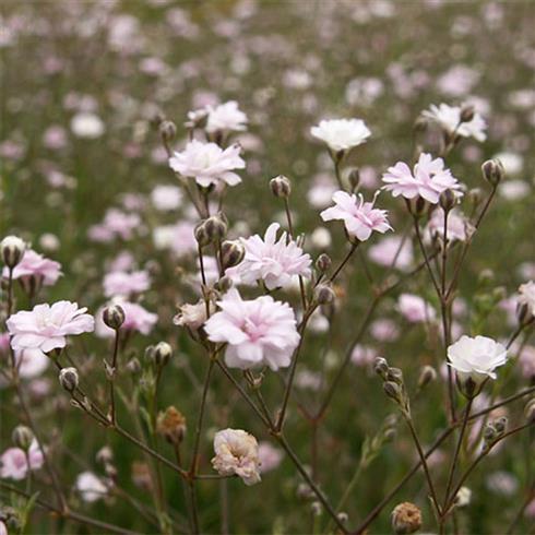 stenhøjsbrudeslør__gypsophila_repens_rosea_schönheit_