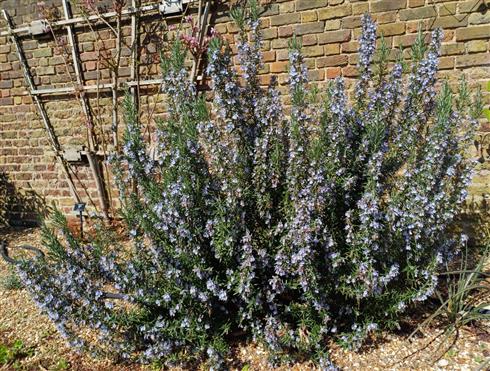 rosmarin__salvia_rosmarinus_
