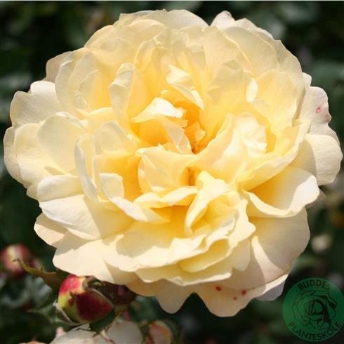 crazy_in_love_vanilla__creme__slyngroser__