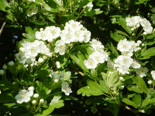 tjørn__hvidtjørn__crataegus_oxyacantha_