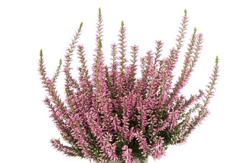 lyng__efterårslyng__mary_louise__rosa__calluna__vulgaris__leveres_i_p5_potte_