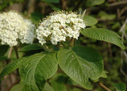 pibe_kvalkved__lantana__hvid__viburnum_lantana_