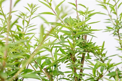 mint__verbena__argentinsk__lippia_polystacha_