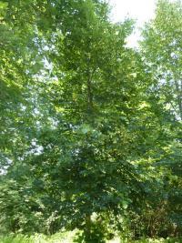 lind__storbladet__heister__tilia_platyphylla__haveplanter_allétræer_