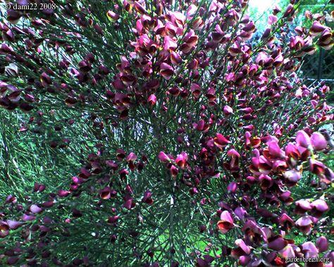 blodribs__rød__ribes_sanguineum_koja_