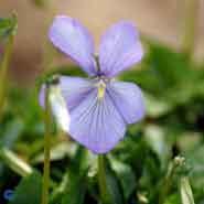 hornviol__lys_lilla_blomster__viola__cornuta__boughton_blue_