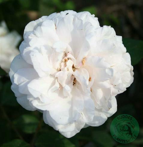 mme_alfred_carriere__svag_rosa_til_creme__historiske_roser__