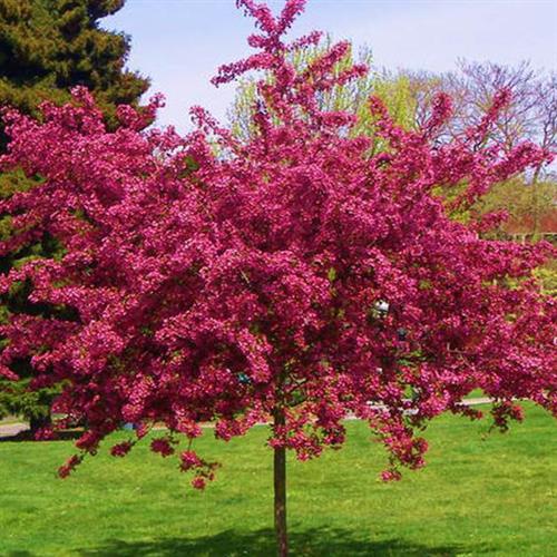 rødtjørn__crataegus_laev_pauls_scarlet_hamlet__haveplanter_allétræer__