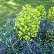 vortemælk__euphorbia__characias_wulfenii_