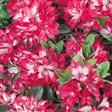 Tilbud Azalea Rhododendron