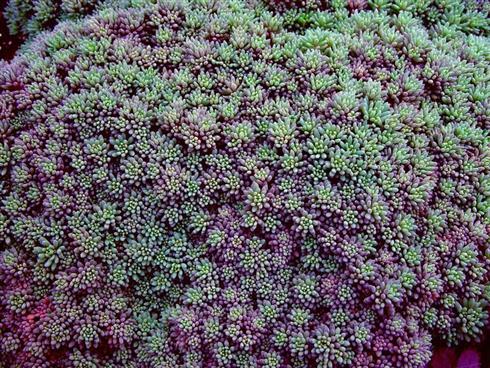 spansk_stenurt__sedum__hispanicum__minus_