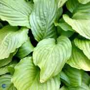 hosta__lyslilla__honeybells__