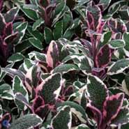 salvie__brogetbladet__små_blålilla_blomster__salvia_officinalis__tricolor_