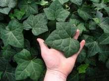 efeu__hardy_cover__vedbend__storbladet__selvhæftende__hedera_hibernica_hardy_cover___bunddækkeplanter_