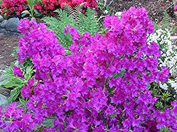 azalea__blaue_donau__purpurlilla__2530_cm_med_4_l__potte_mp-35_