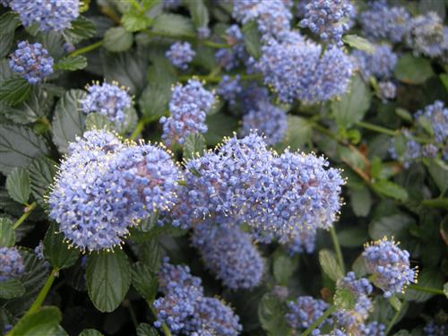 syren__amerikansk_syren__blå__dværg__2030_cm__med_potte___stedsegrøn__ceanothus_thyrsiflorus_var__repens__