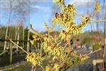 Troldenød Træer-Buske