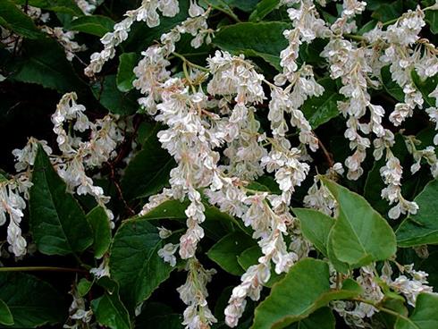 arkitektens_trøst__3060_cm_med_potte_eller_klump__fallopia_baldschuanica__aubertii__
