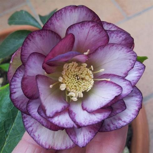 julerose__helleborus_orientalis_d__ellen_pink_sp_